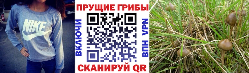 Псилоцибиновые грибы GOLDEN TEACHER  Купить закладки  Прохладный 